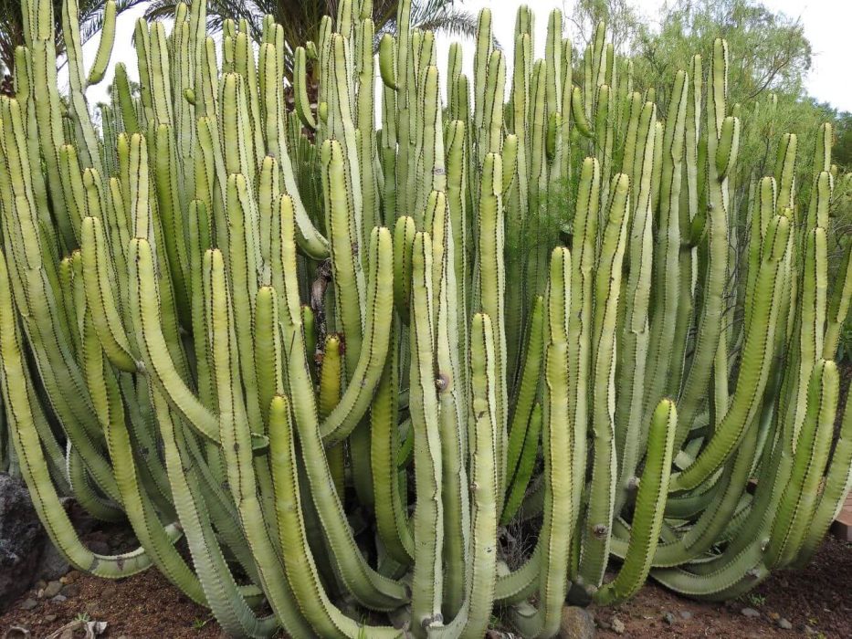 07 december 2018, Tenerife, Euphorbia canariensis