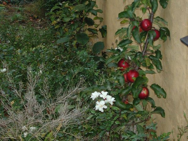 07 facebook 2020 DSCN3951 æbler, søjleæbler, november 2004