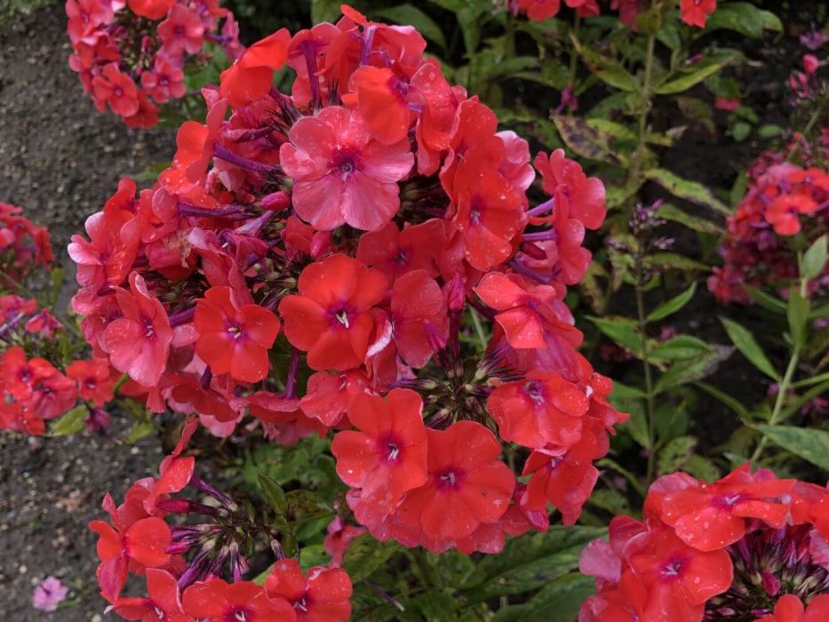 07 floks, Phlox