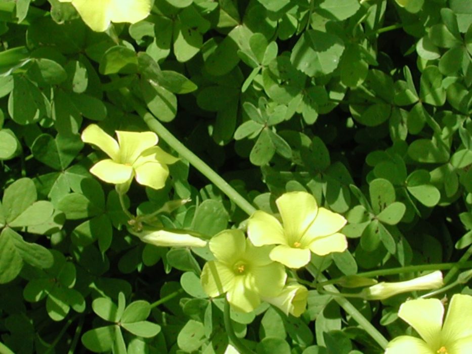 07 marts 2025 DSCN4784 Malta febr. 2006 Oxalis, kløver