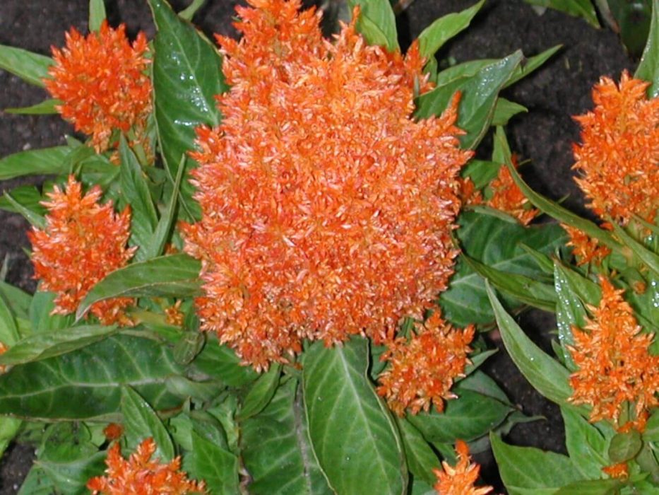 08 Amaranthaceae, DSCN3581, august 2004, Sakata (tidl. Dæhnfeldt), Celosia Orange