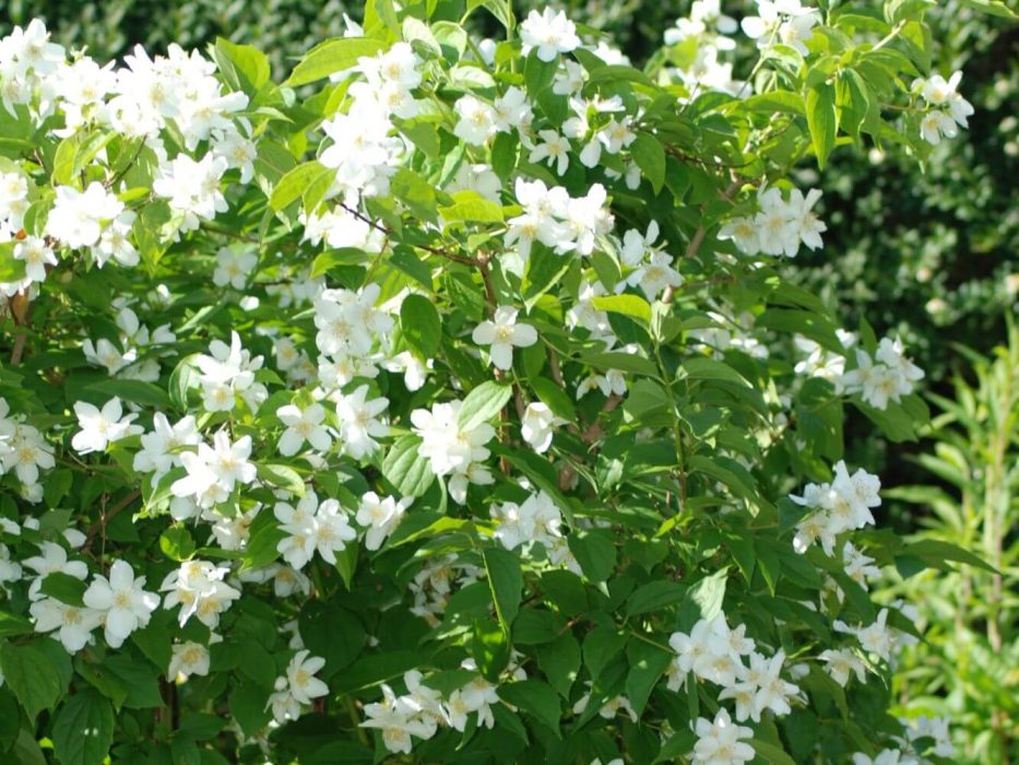 08 DSC_0098 Juni 2007, Philadelphus, pibeved