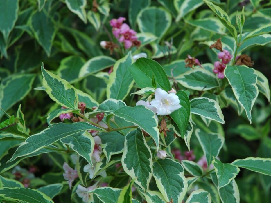08 DSC_0567 juli 2006 klokkebusk, Weigela, broget