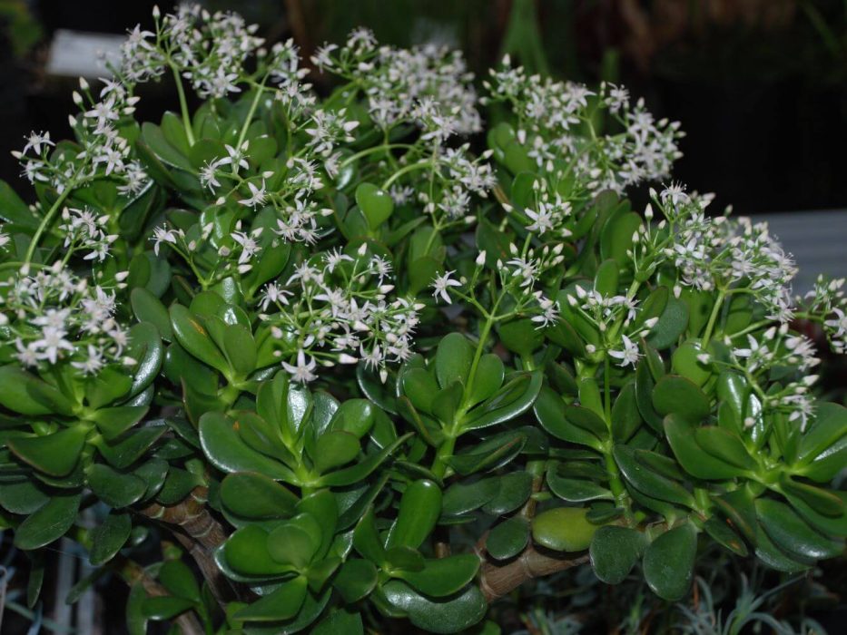 08 DSC_0669 december 2007, Crassula ovata var. afra, blomst