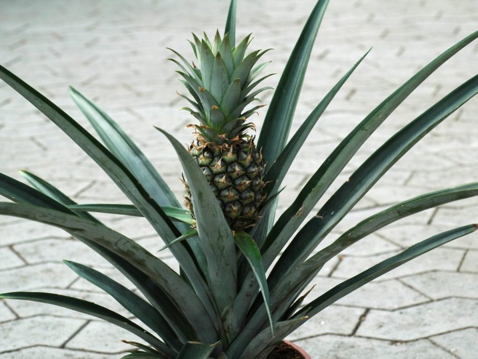 08 DSC_1561 Oktober 2006, Ananas comosum med frugt, Bromeliaceae, lysnet
