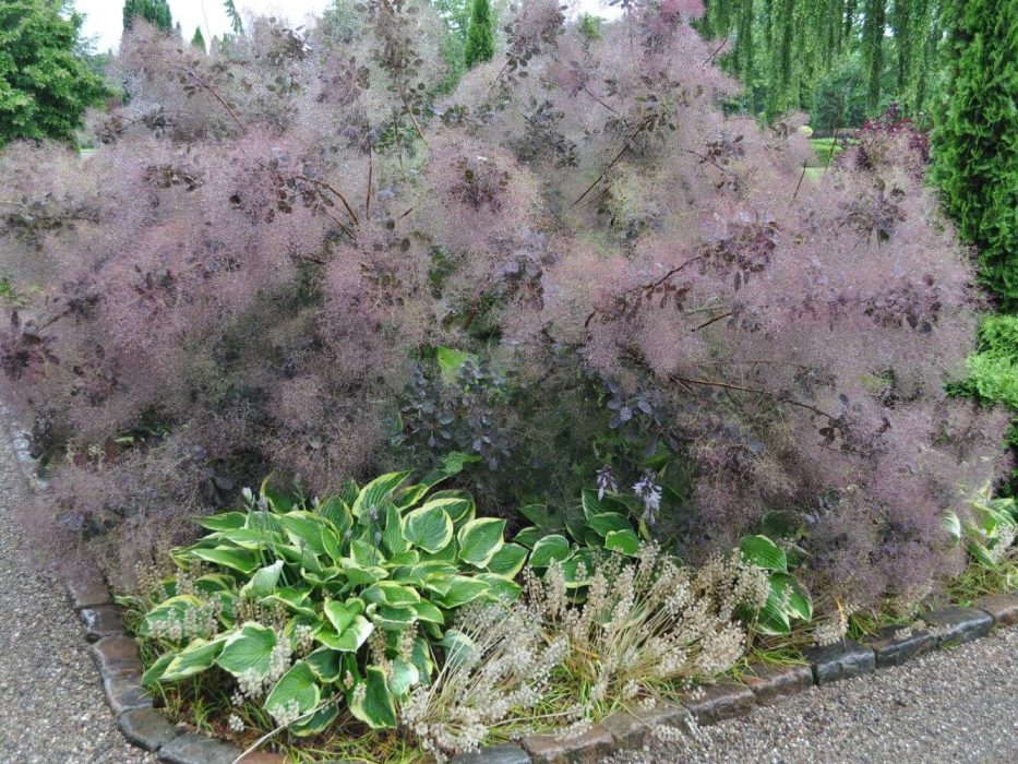08 DSC_3177 juli 2012, kolonihave, parykbusk