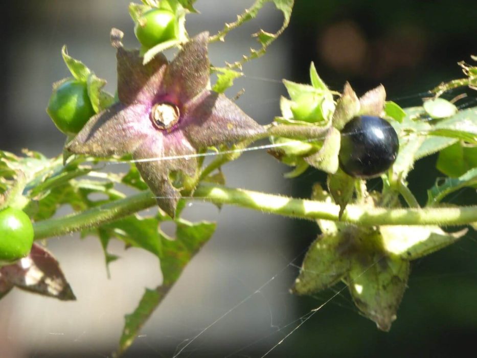 08 P1060795 september 2021, Maribo frilandsmuseum, galnebær, Atropa belladonna