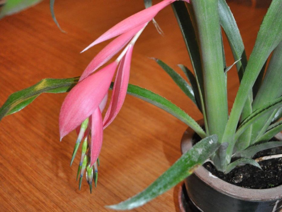 09 Biillbergia, æræstehavre