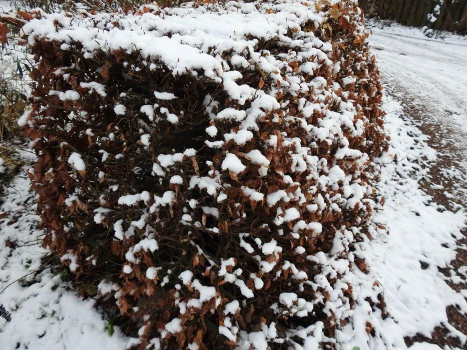 09 DSCN6085 bøgehæk