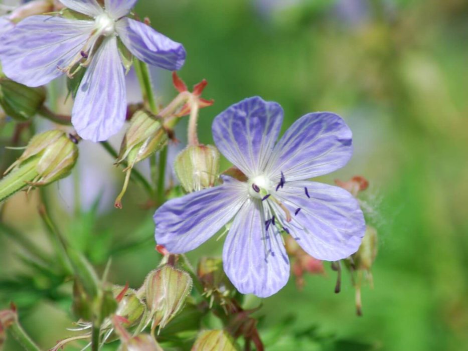 09 DSC_0051 Juni 2007, Geranium pratense
