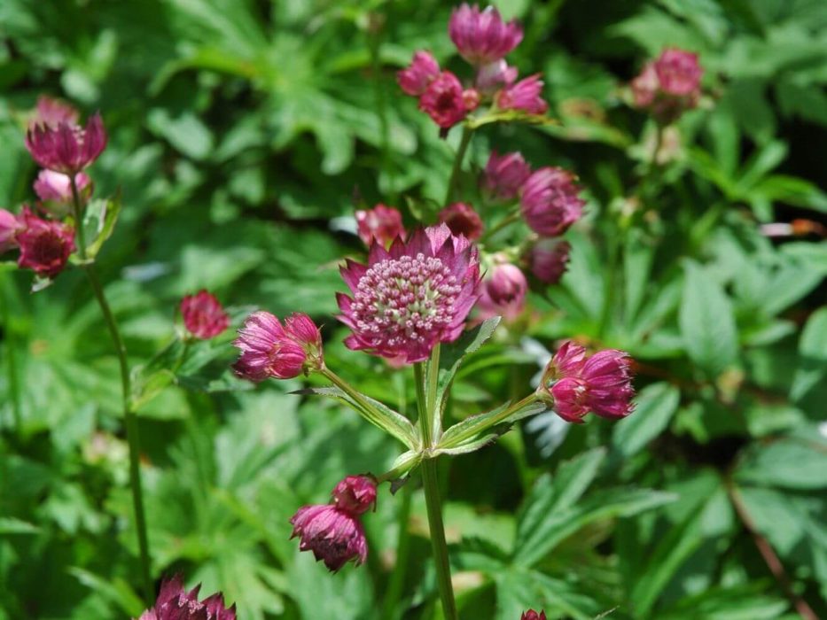09 DSC_0569 juli 2006 Astrantia, stjerneskærm