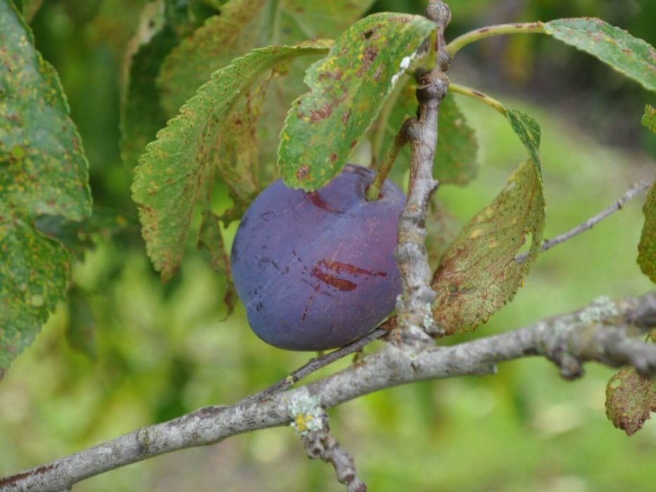 09 DSC_0723 august 2009, Solglimt, have 31, Aalborg, blomme Italiensk Sveske