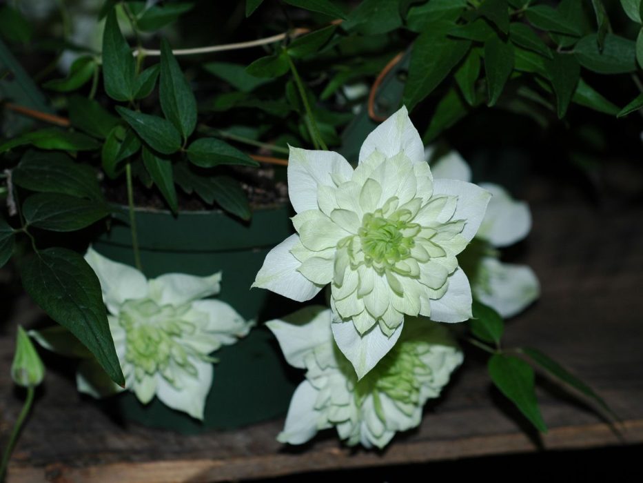 09 DSC_1571 Oktober 2006, Clematis Peppermint