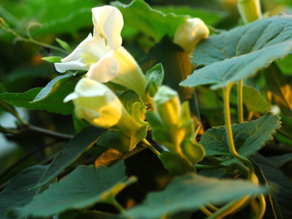 09 DSC_1593 November 2006, Botanisk Have, Asarina erubescens m. blomst