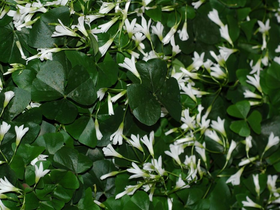 09 DSC_1702 marts 2007, Oxalis regnellii, Oxalidaceae, stueplanter, potteplanter