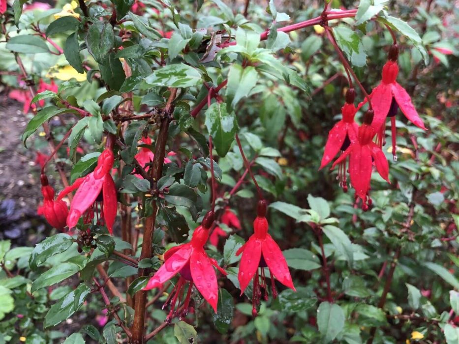 09 IMG_3615 November 2020, Frilandsmuseet, Fuchsia