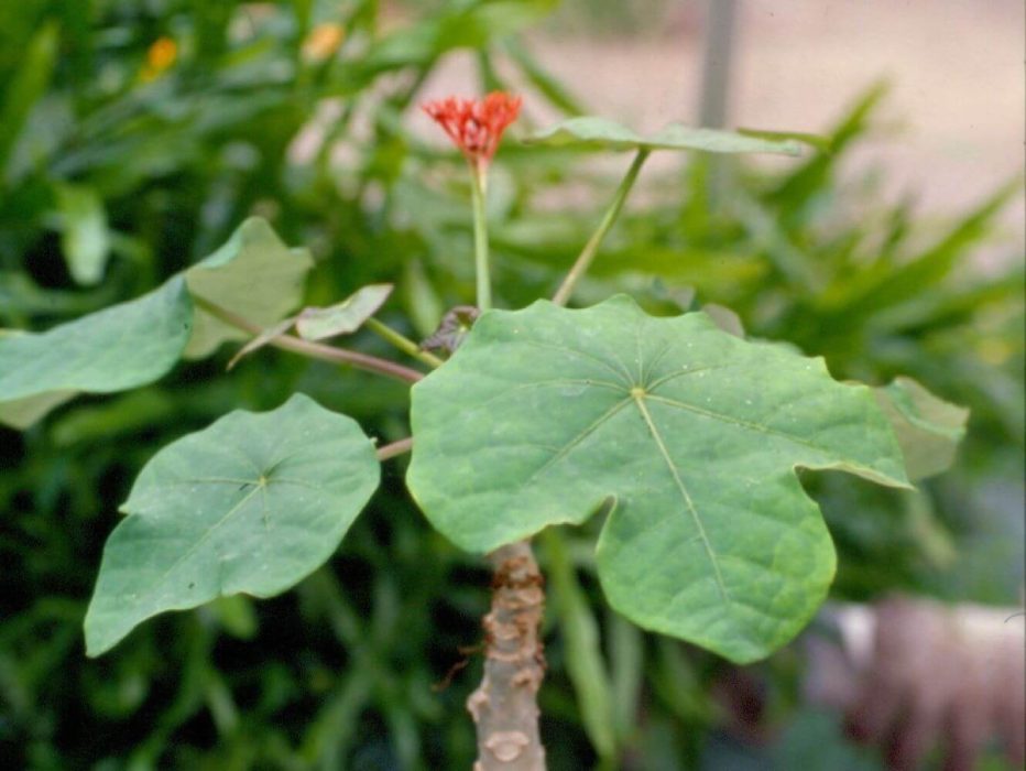 09 Jatropha