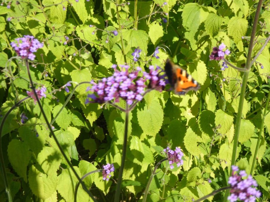 09 P1060850 september 2021, konsulenttur, Verbena, Staudeblomsten