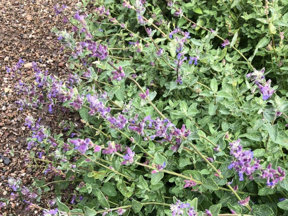 09 katteurt, Nepeta cataria