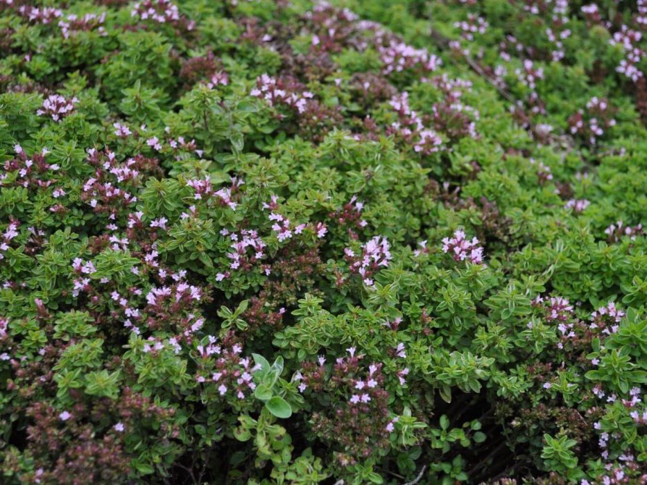 09 merian, oreganum, Origanum compactum DSC_2966 september 2011, kolonihave,