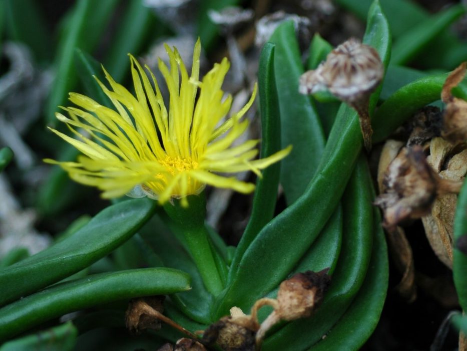 10 Aizoacea, DSC_1603 November 2006, Botanisk Have, Glottiphyllum platycarpon