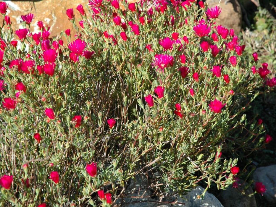 10 Aizoaceae, DSC_0007 Lampranthus, september 2005, Sydafrika
