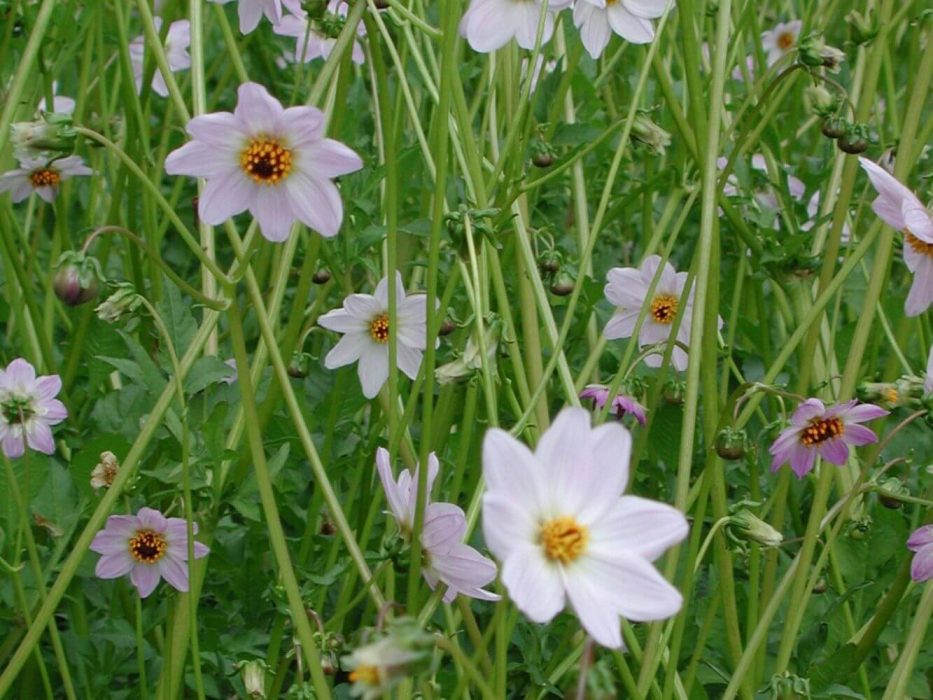 10 Asteraceae, DSCN3500 Dahlia merckeri, august 2004