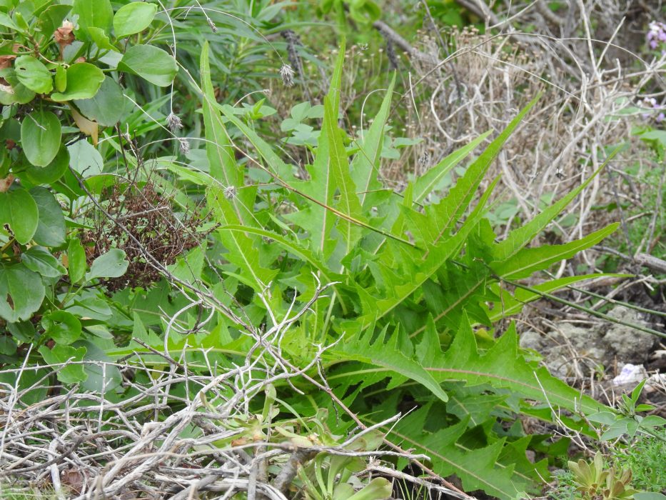 10 DSCN2403 december 2018, Tenerife, måske, Sonchus canariensis