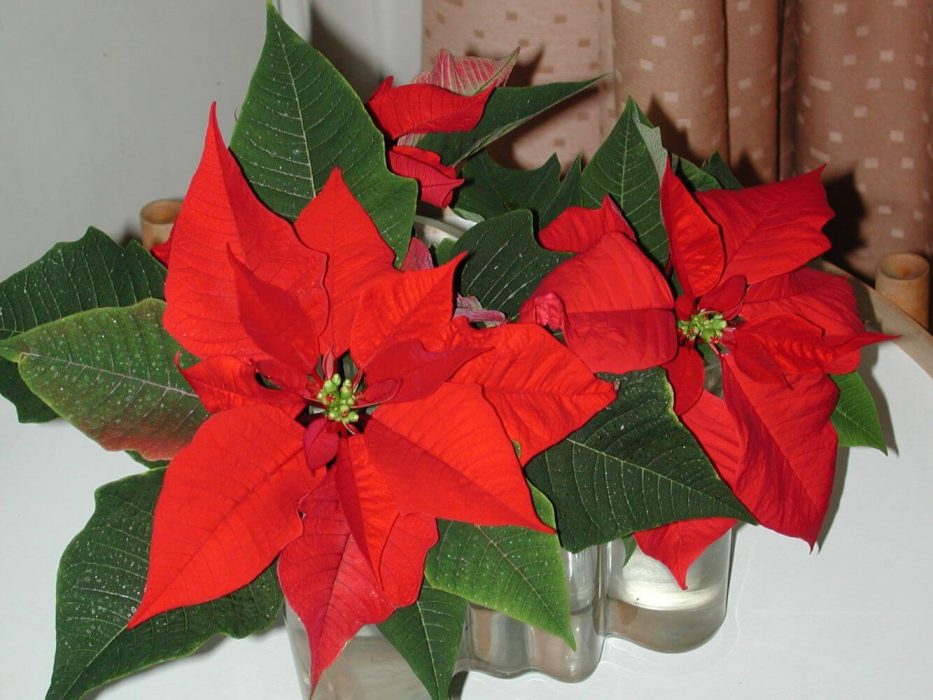 10 DSCN2779 december 2003, Euphorbia pulcherrima, julestjerne, Carnival, Carusel Pind og Red