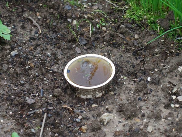 10 DSC_0102 Juni 2007, sneglefælde