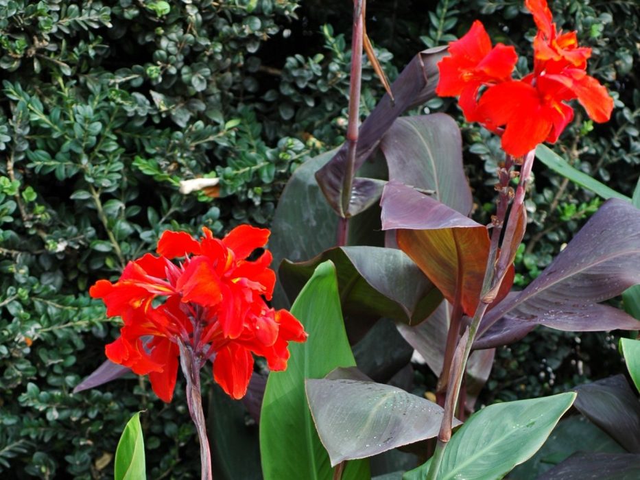 10 DSC_1315 September 2006, Botanisk Have, Canna