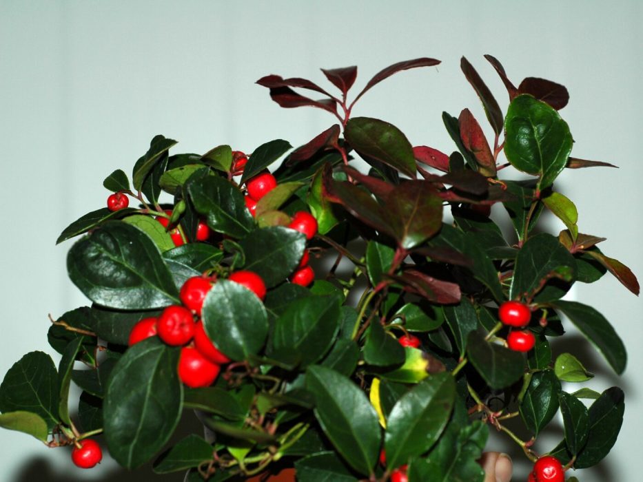 10 DSC_1580 Oktober 2006, Gaultheria