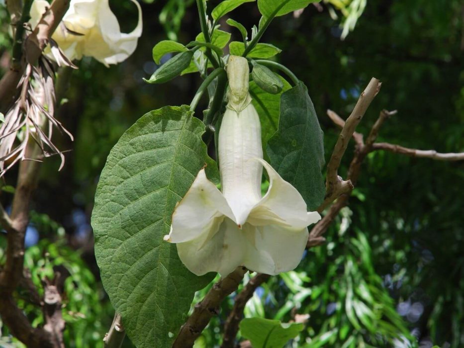 10 DSC_2177 maj 2008, Azorerne, Lissabon, Brugmansia