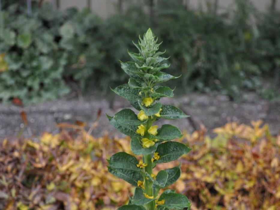 10 DSC_3031 oktober 2011, Ole og Else Fog, Tjørnebjerg, Ballerup, kongelys