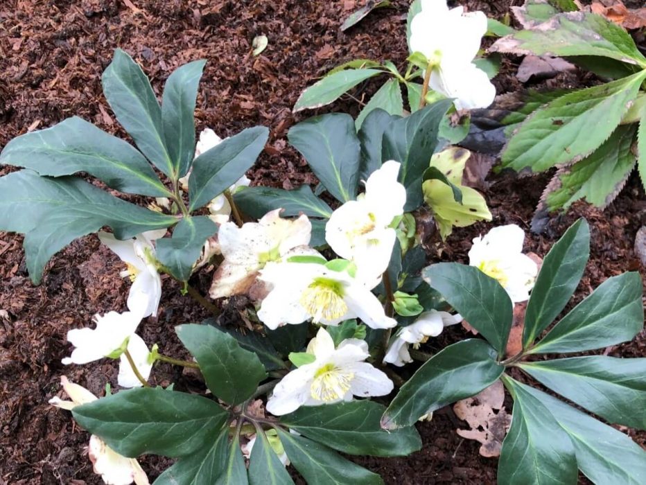 10 IMG_2962 januar 2020, julerose