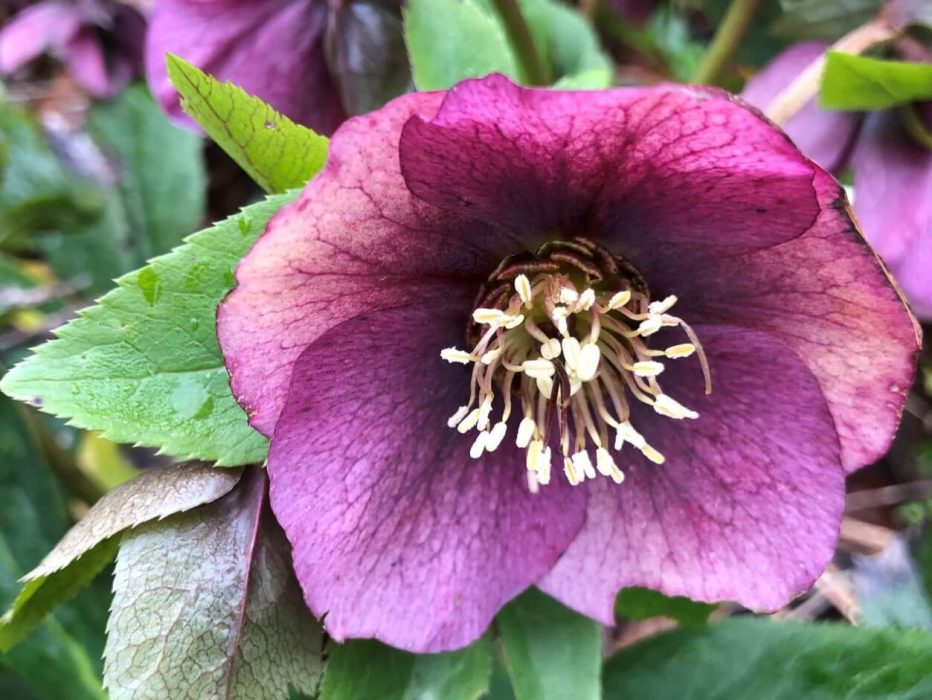 10 IMG_3025 marts 2020, julerose, påskeklokke