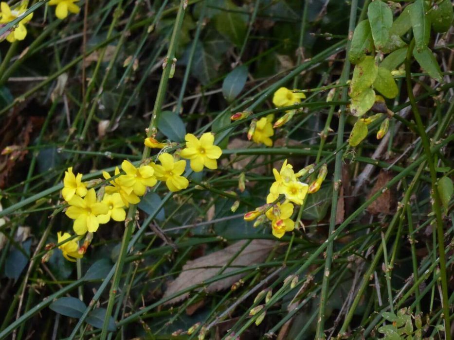 10 P1070825 januar 2024, Chiavenna, vinterjasmin, Jasminum nudiflorumJasminum nu