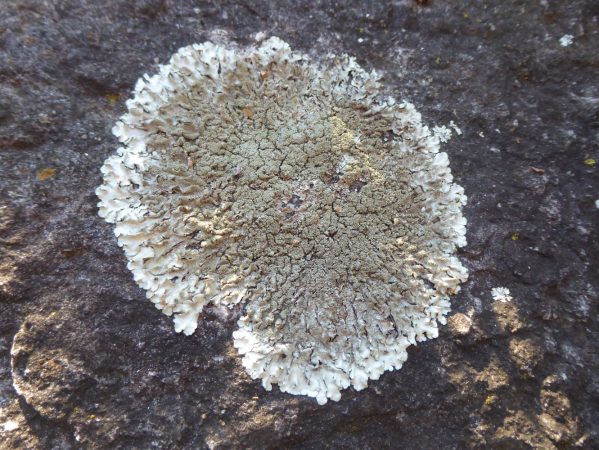 10 P1070838 januar 2024, Chiavenna, Parco Paradiso, skållav, Parmelia