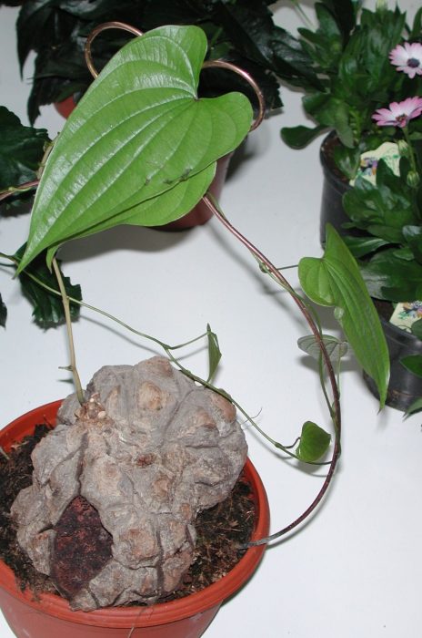 10 marts 2007 DSCN1787 Marts 2003, plantenyhed, Dioscorea mexicana