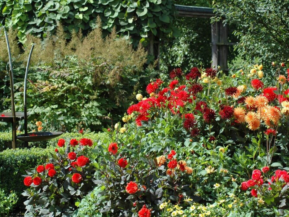 11 Asteraceae, DSC_0061 Dahlia i Odense