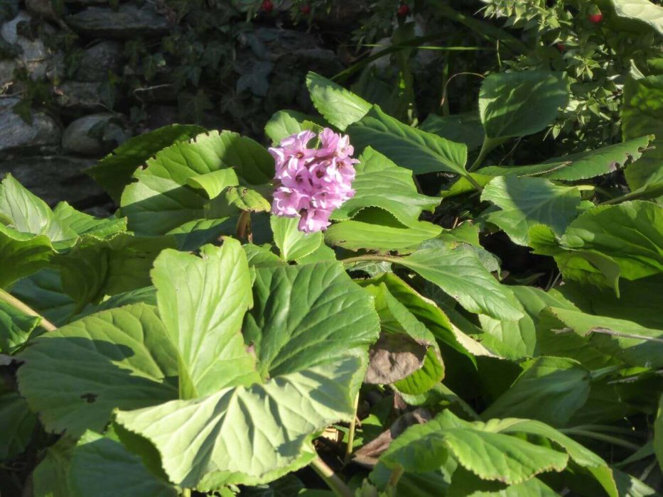 11 Bergenia, kæmpestenbræk
