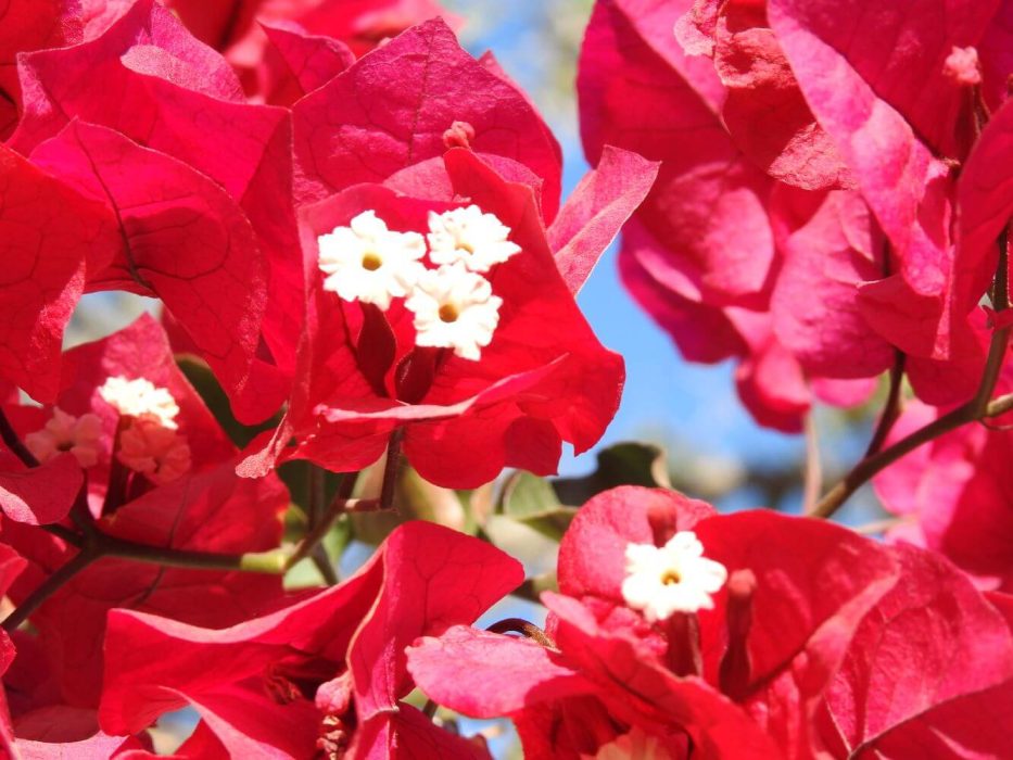 11 DSCN2118 december 2018, Tenerife, Bougainvillea, trillingranke