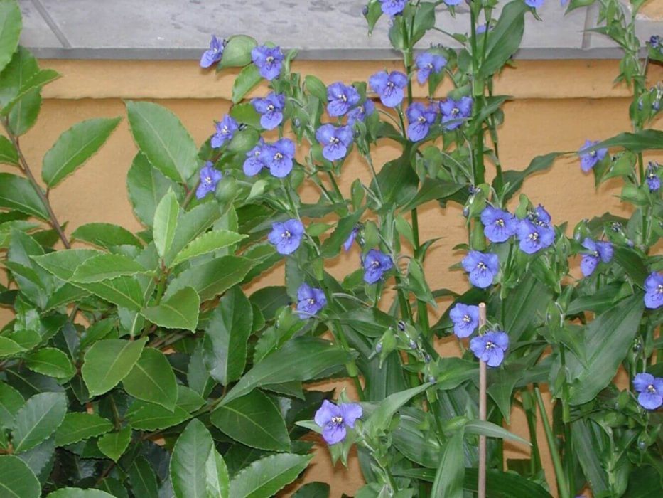 11 DSCN346 Commelina tuberosa, himmelblomst, laurbær