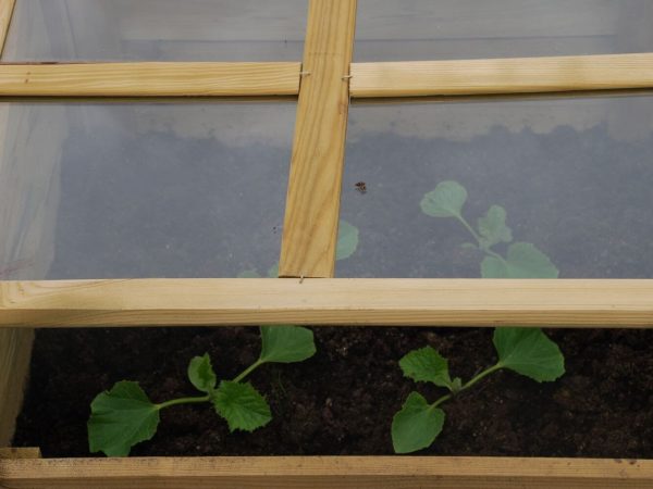 11 DSC_0120 Juni 2007, kolonihave, drivbænk