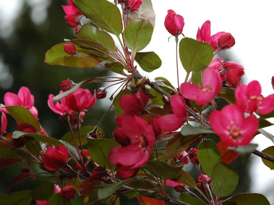 11 DSC_0343 Jørgen Bech-Andersen, 27.5.2006 paradisæble Scarlet