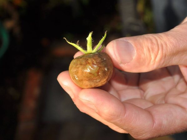 11 DSC_0983 September 2009 tomatsyge konsulenttur Veldtofte kolonihave