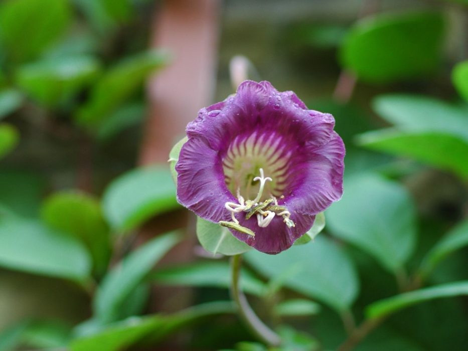 11 DSC_1318 September 2006, KVL, Cobaea scandens Blue