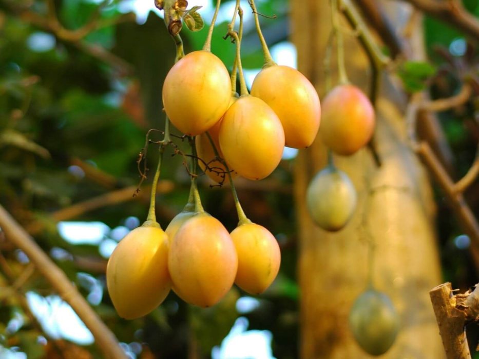 11 DSC_1587 November 2006, Botanisk Have, Cyphomandra betaceae, frugter