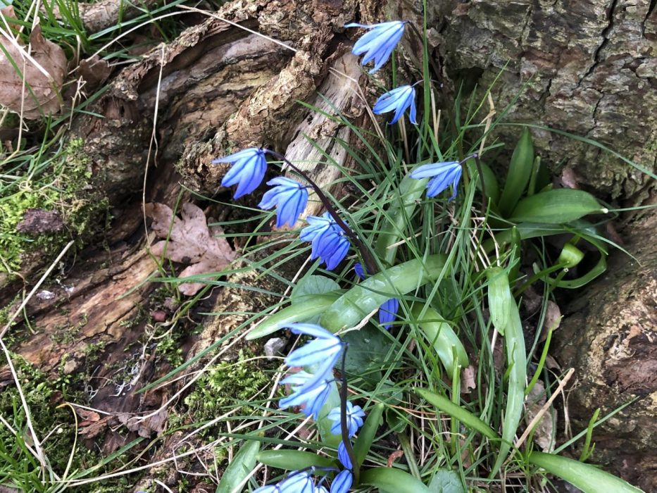 11 IMG_3021 februar 2020, fastelavn, Scilla måske