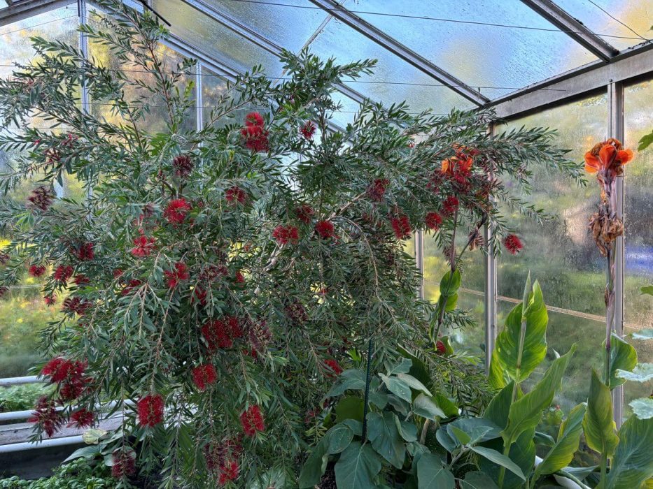11 IMG_5814 oktober 2024, flaskerenser, Callistemon